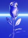 fleurs